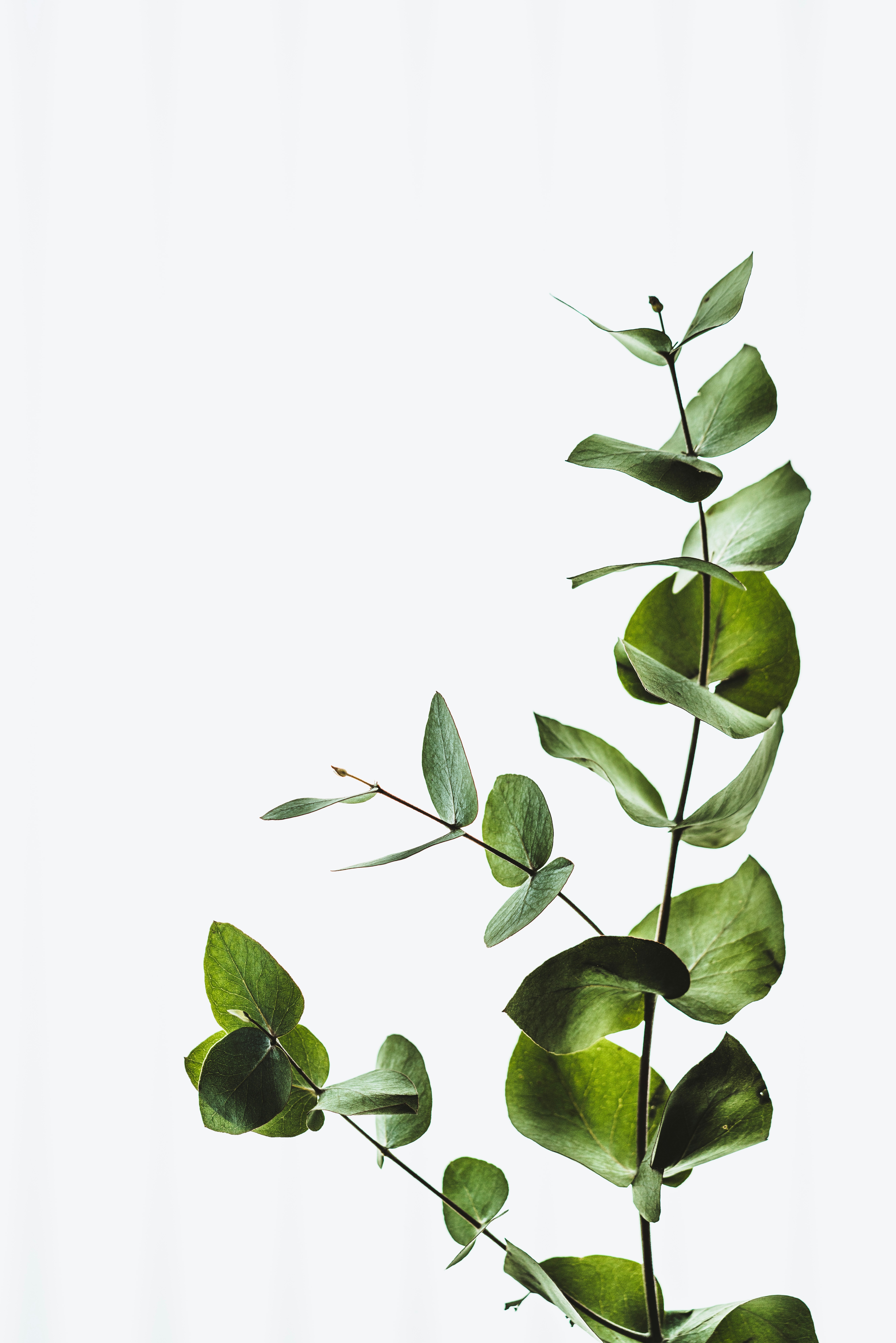 Two small potted plants with a few leaves each