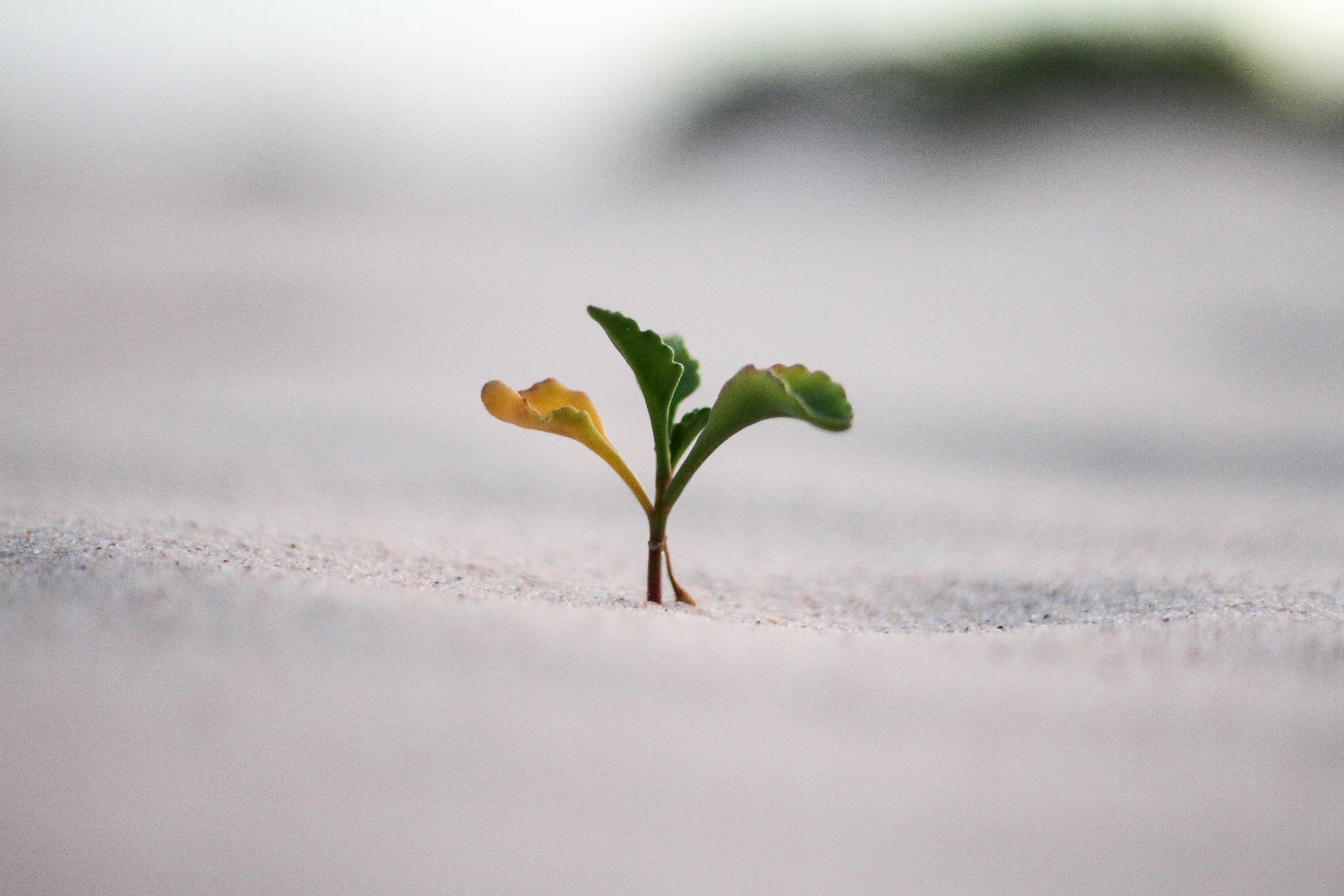 A single seedling just sprouting from the soil